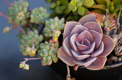 Healing Succulent Plants NYT