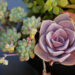 Healing Succulent Plants NYT