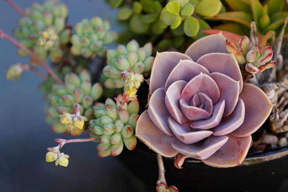 Healing Succulent Plants NYT